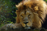 Asiatic Lion - Rana (Cotswold Wildlife Park)