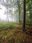 Wilsons Woods