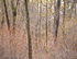 SPRING WOODLAND - RONDEAU PROVINCIAL PARK