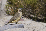 Andean Flicker