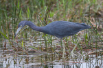 Little Blue Heron