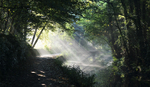 Cromford Canal Morning Light