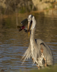Great Blue Heron _0028