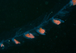 Nanomia cara (Siphonophore)