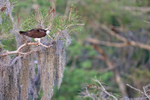 Osprey perched in tree at Blue Cypress Lake, Florida