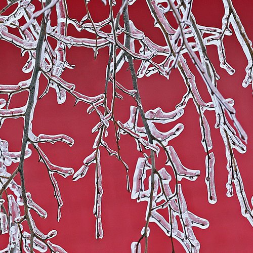 A maple branch coated in ice sharply contrasts against it's red background.