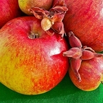 Harvest fruit