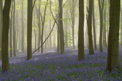 Bluebell mist breakthrough Ib