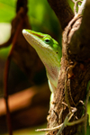 green anole Anolis carolinensis 8928