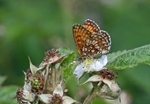 Heath Fritillary