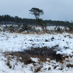 Wareham Forest Snow - January 2013