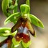 Aymonin's Orchid (Ophrys aymoninii)