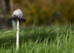 Fungi at Cholmondeley Castle, Cheshire