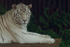 White Bengal Tiger - Sasha resting in shade (Colchester Zoo)
