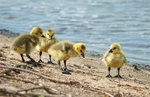 Canada Goose goslings