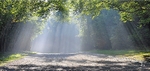 Sunrays - Goodwood