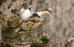 Gannet