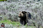3HPhotography5-21-25_GTNP_1056_