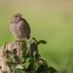 3rd PDI-A Little Brown Bugger-Dave Bolton