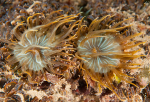 Aiptasia couchii