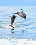 Two Spotted Dolphins jumping in the Gulf of Dulce