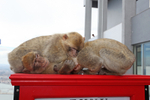 Barbary Macaques (Macaca sylvanus) play fighting on a vending machine