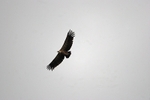 Griffon Vulture