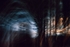 Windy woods