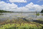 Lake around Neak Pean temple, Cambodia