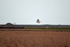 Barn Owl