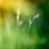 Evening Grasses