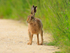 Brown Hare on a path at Otmoor RSPB
