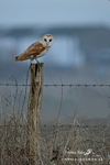 Barn-Owl--230115-21b