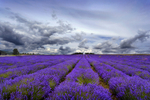 Lavender Rows