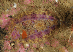 Phrynorhombus norvegicus
