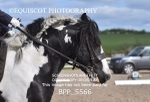 BPP_5566