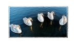 Five Cygnets Posing