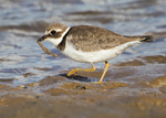 Ringed Plover 3