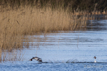 Courting Ritual 3 of 6 - Great Crested Grebes