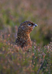 Red grouse 1