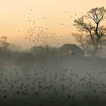 Early Rise