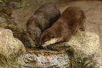 Asian short-clawed otters