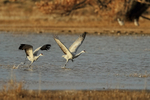 Two Sandhill Cranes taking off, Bosque del Apache, New Mexico