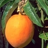 Passion fruit