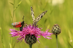 Six-spot Burnet and Marbled White, Seven Barrows, Berkshire