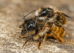 Osmia bicornis