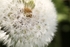 Dandelion 5