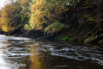 River North Esk at Grannochy, Autumn Colour 12