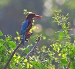 White Throated Kingfisher
