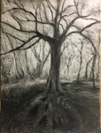 Wild Wood Drawing 5 56cm x 76cm Graphite on Paper